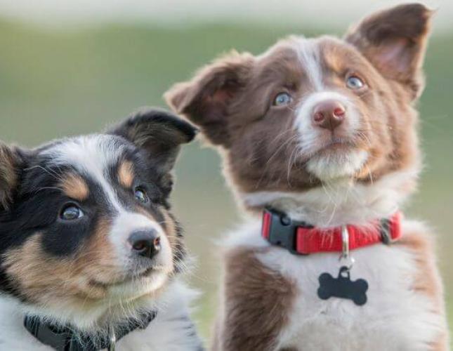 The Ultimate Guide to Puppy and Dog Vaccine Schedules: What Shots Do Dogs &amp; Puppies Need?