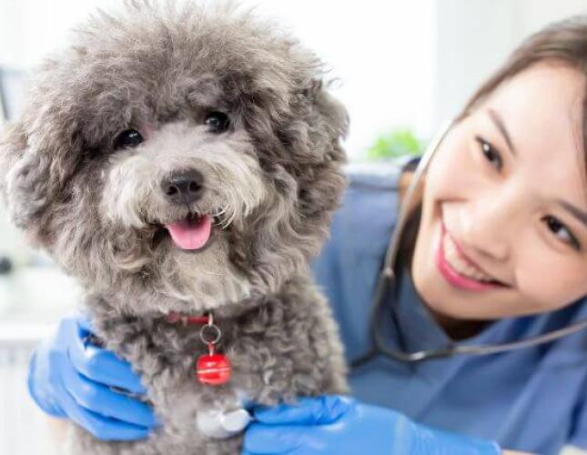 Pet Heart Health 101: Common Cardiac Conditions in Dogs &amp; Cats