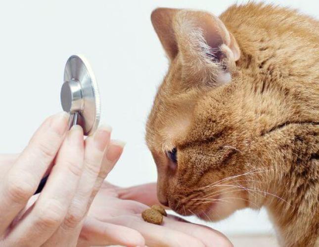 Why Skipping Cat Wellness Visits Can Be Risky: A Veterinarian&#039;s Point of View
