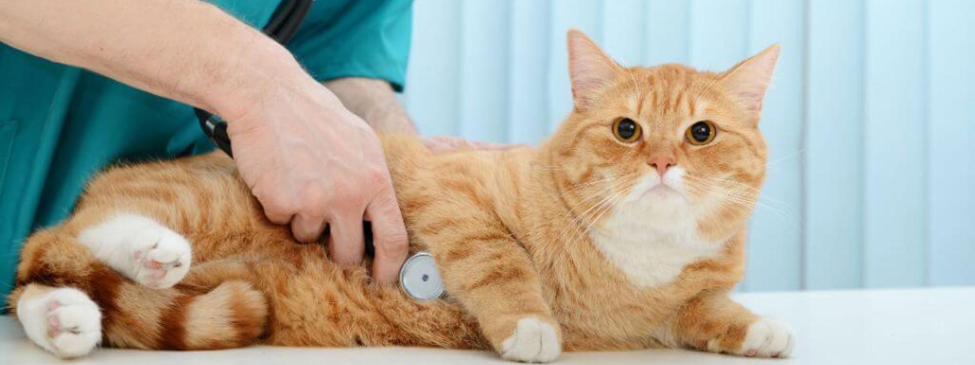 Cat at vet for cat annual wellness checkup