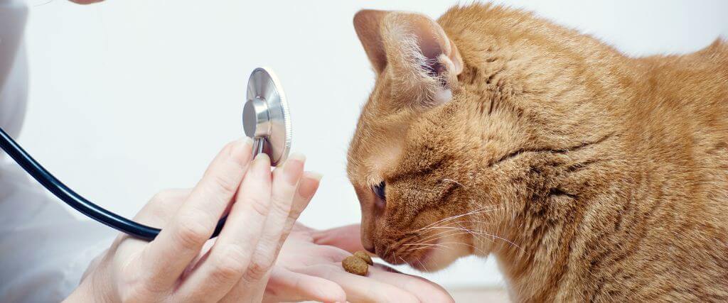 Orange cat at vet for wellness exam.